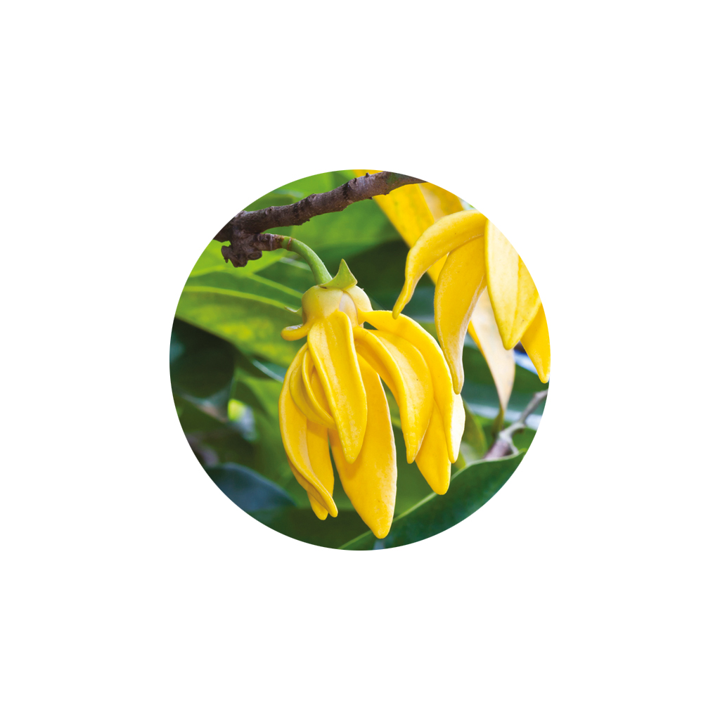 YLANG YLANG ORGANIQUE